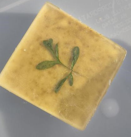 Rue Ruda Ruta Graveolens Eco-Soap
